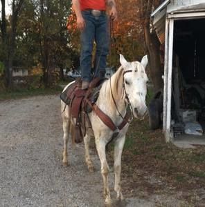 Meet your Posher, Shane